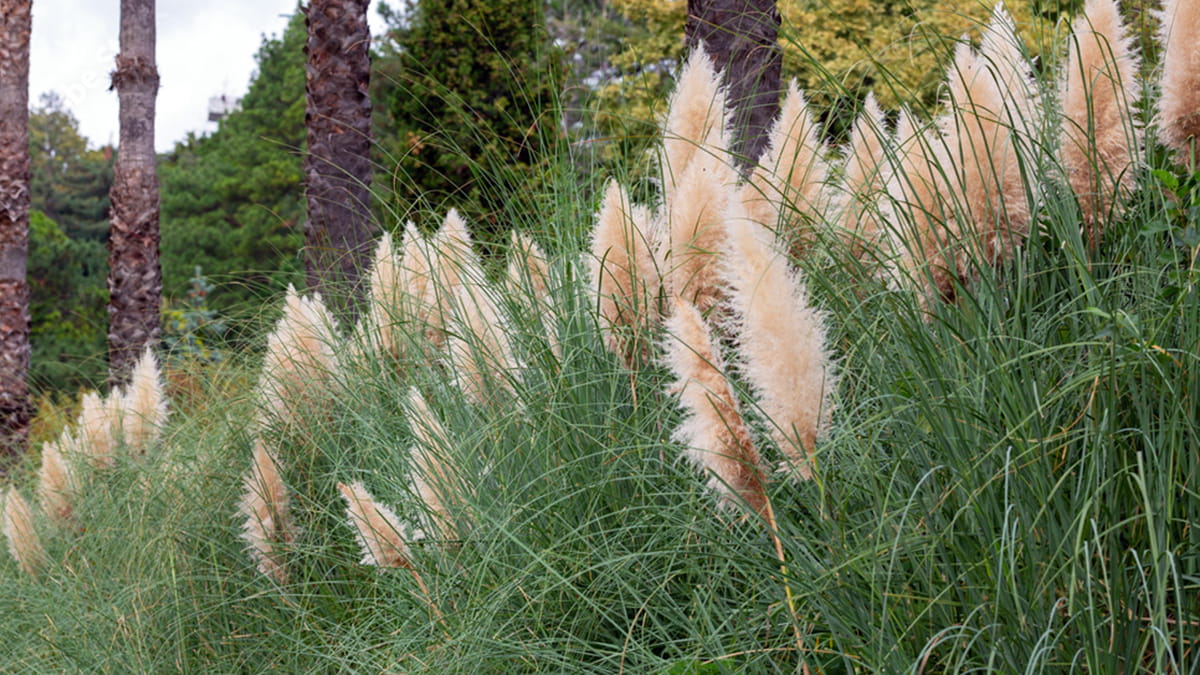 cortaderia selloana