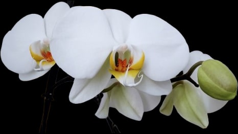 Orchidée