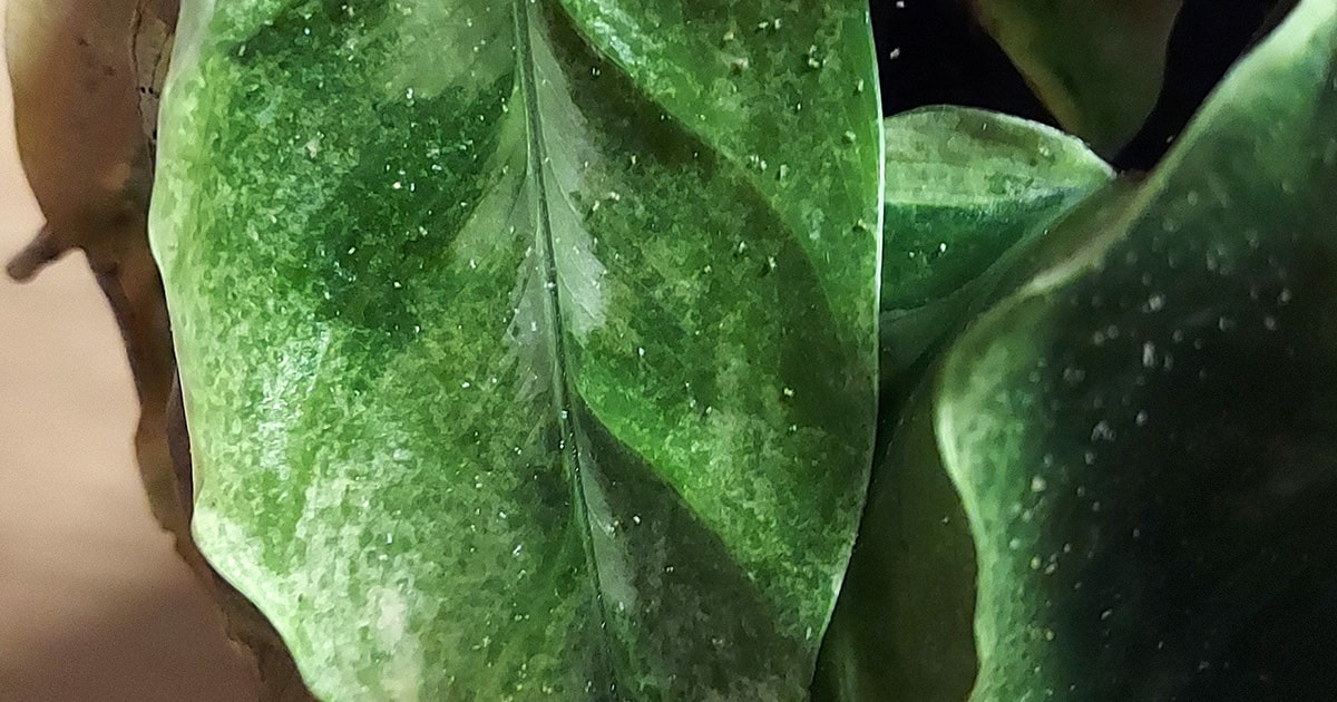 Calathea en situation de stress