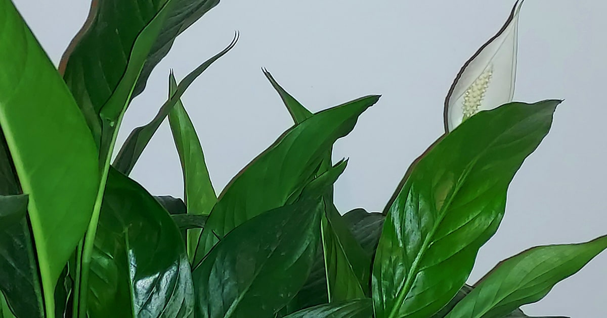 Spathiphyllum 