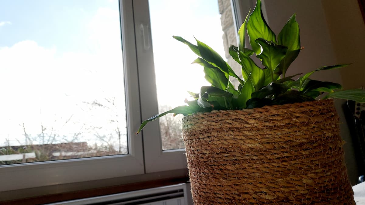 Plante près d'une fenêtre 