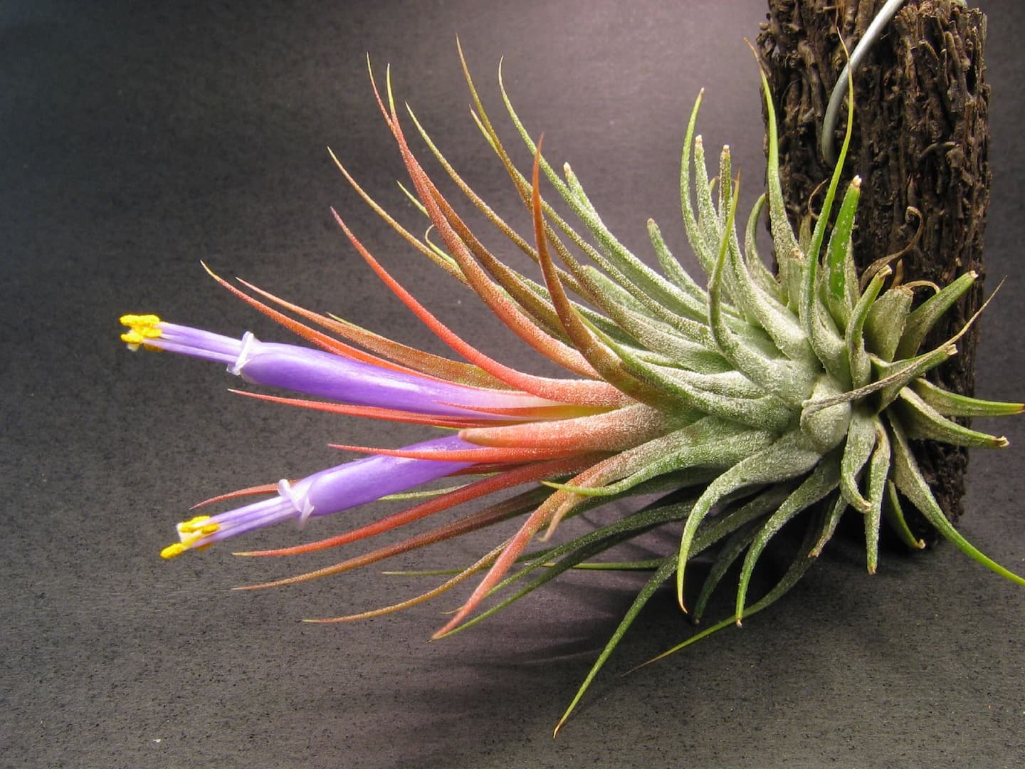 Tillandsia 