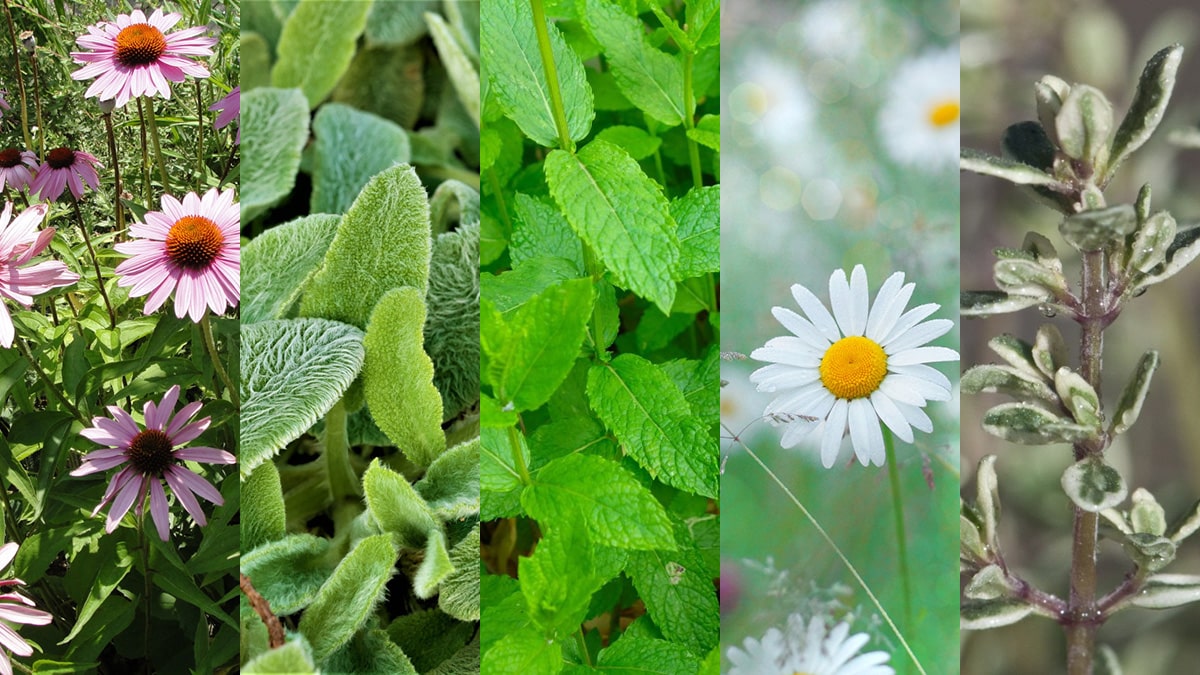 échinacée, sauge,  menthe, camomille, thym
