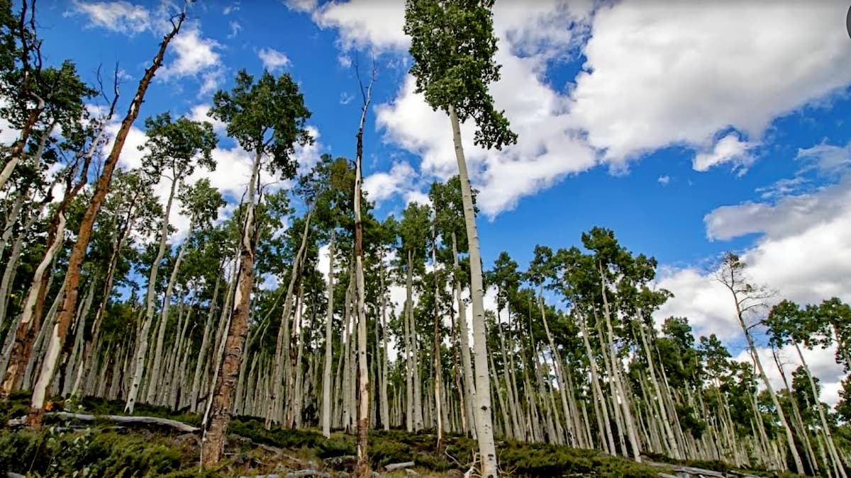 Pando