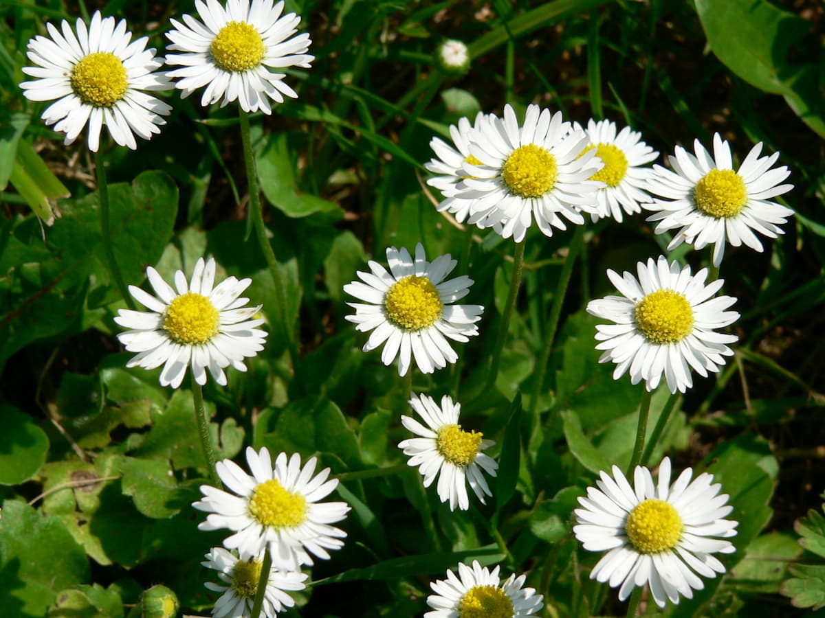 Bellis perennis