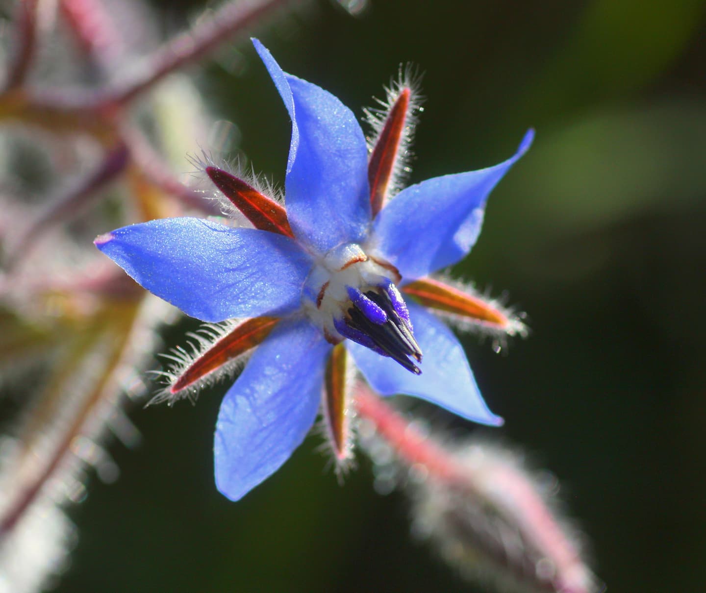 Borago officinalis