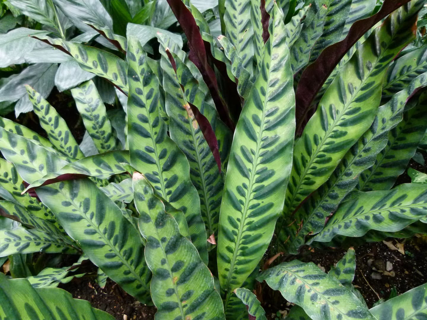 Calathea 