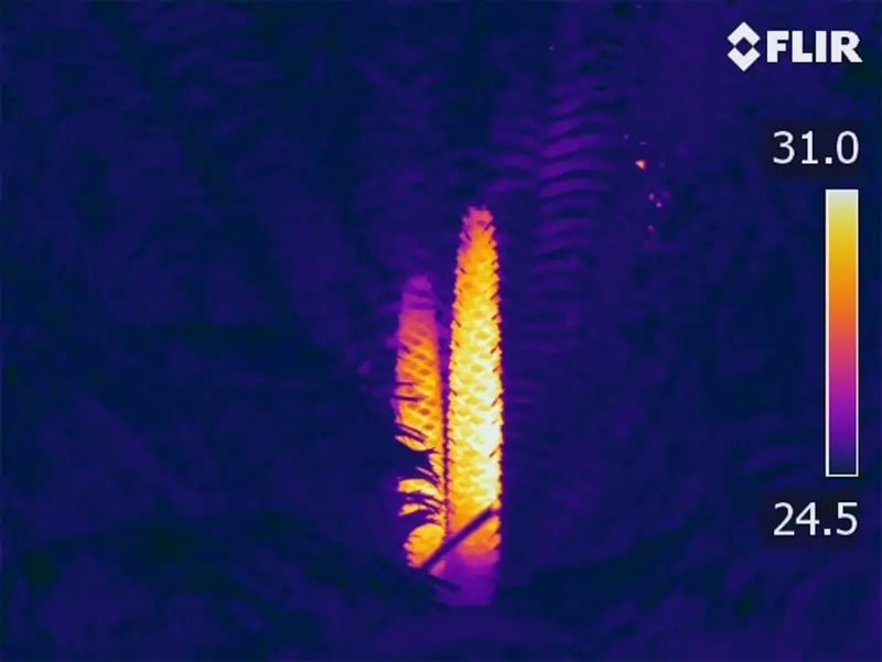 Cicadaceas Zamia Furfuracea