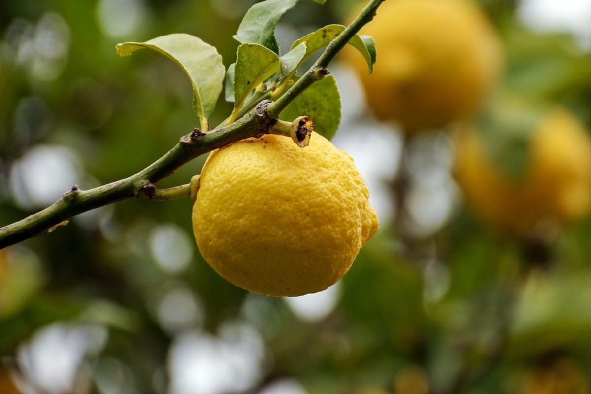 Citronnier jaune