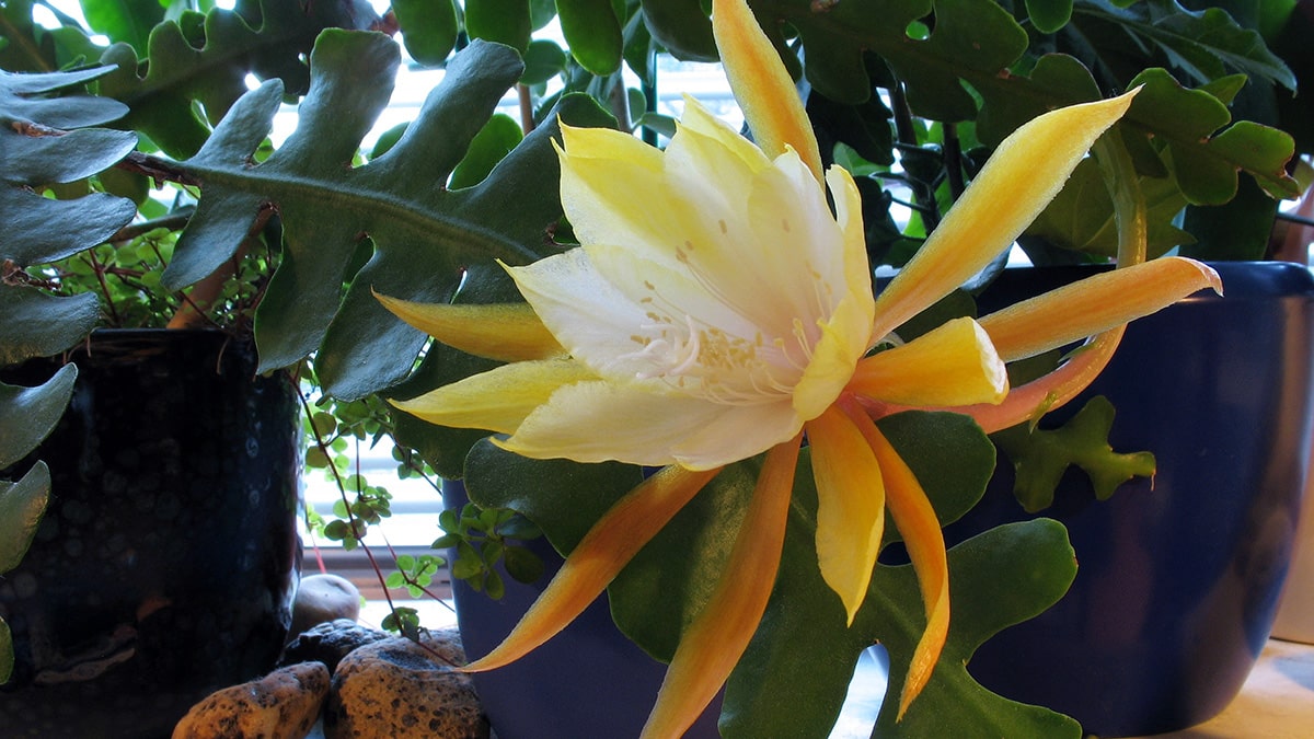 Epiphyllum anguliger