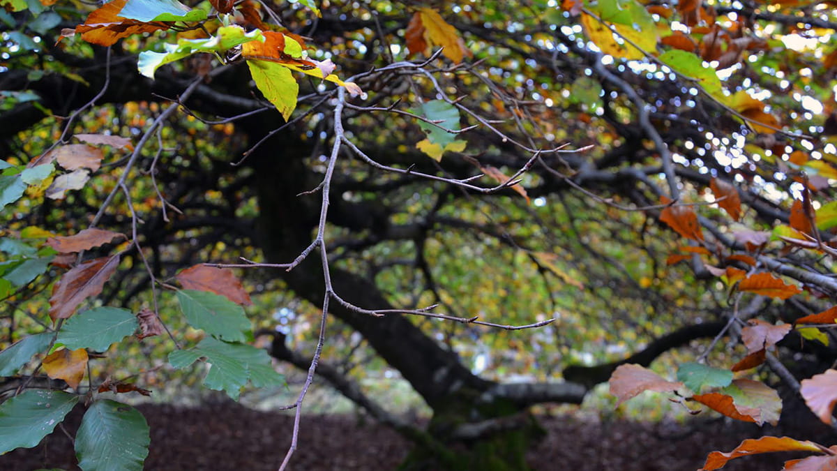 Fagus sylvatica 'Tortuosa'