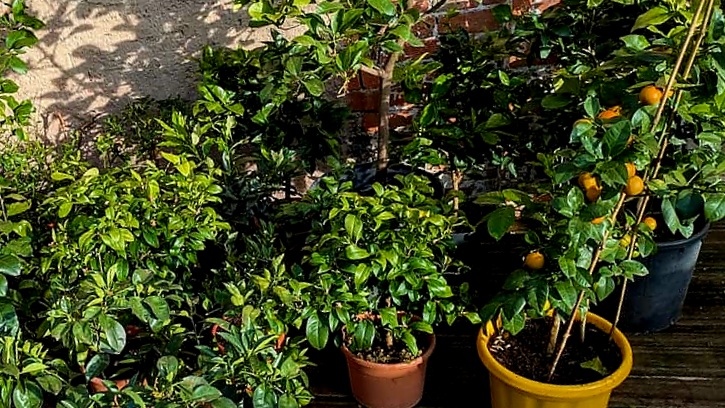 Collection de citronnier (Citrus)