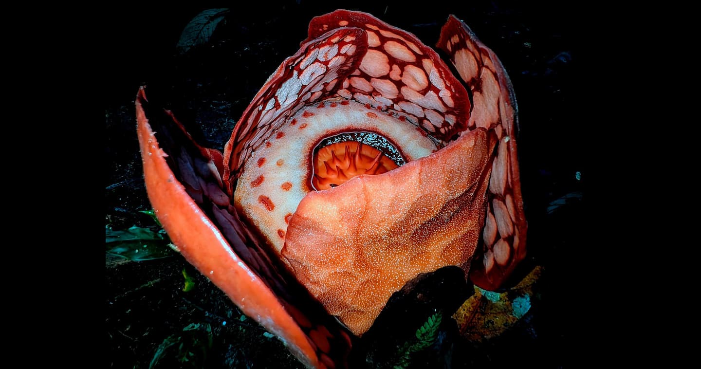 Rafflesia hasseltii