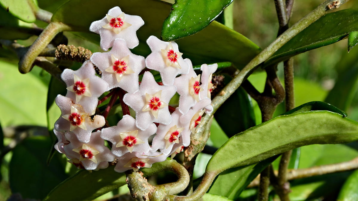 Hoya Carnosa