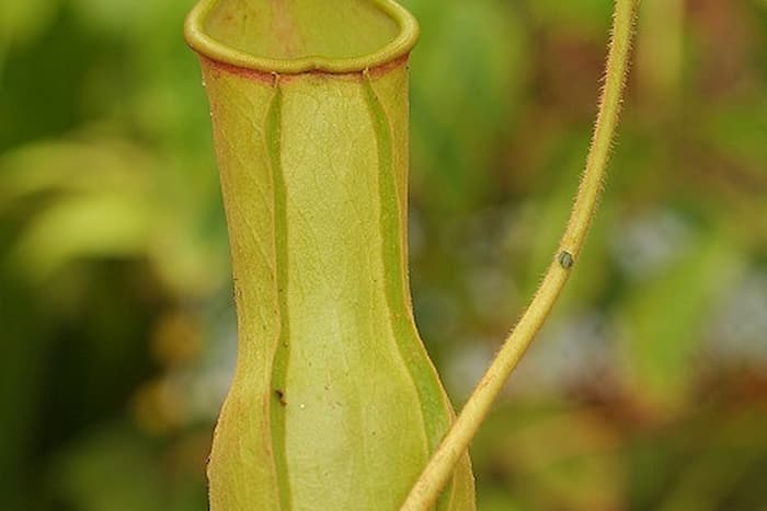 Nepenthes 