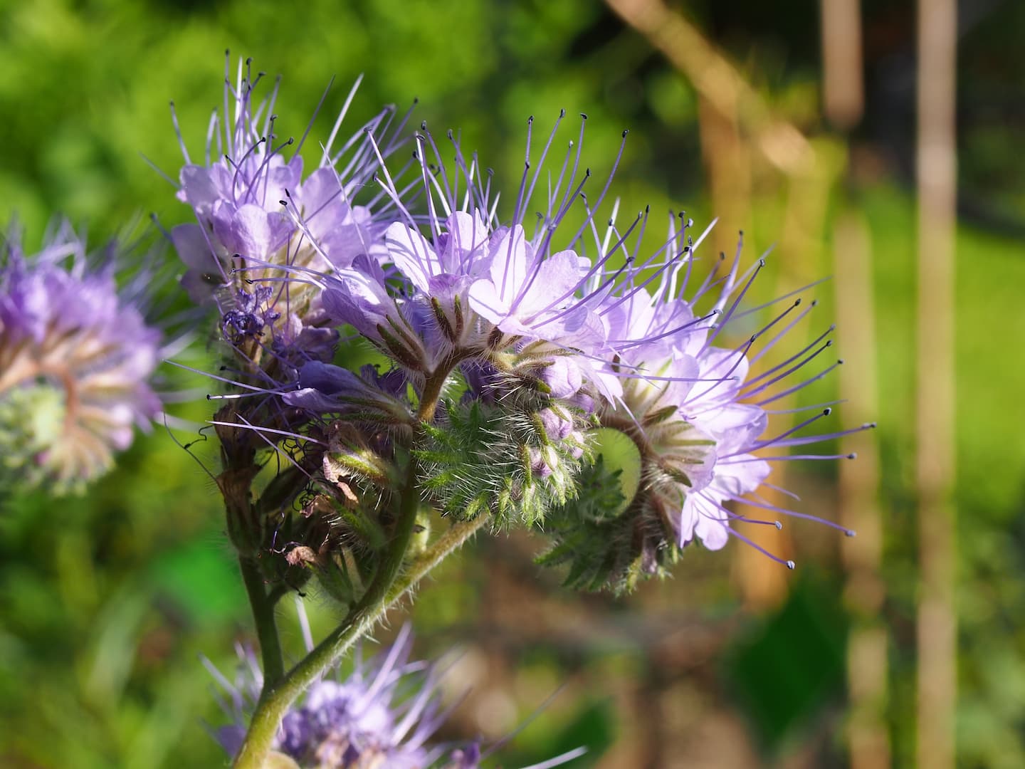 Phacelia tanacetifolia
