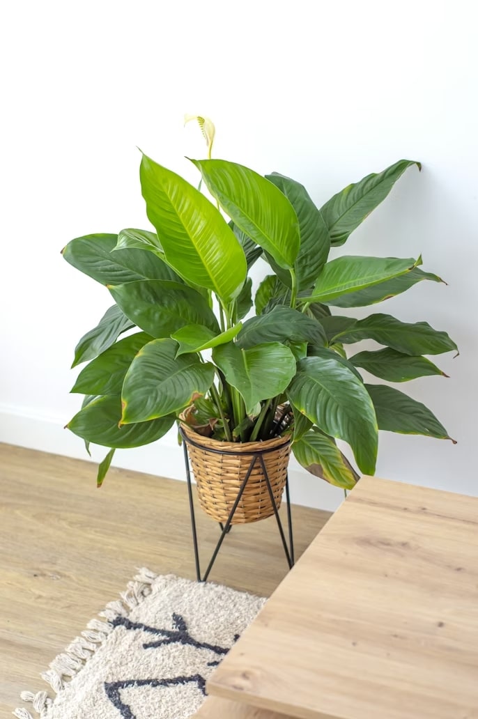 Spathiphyllum