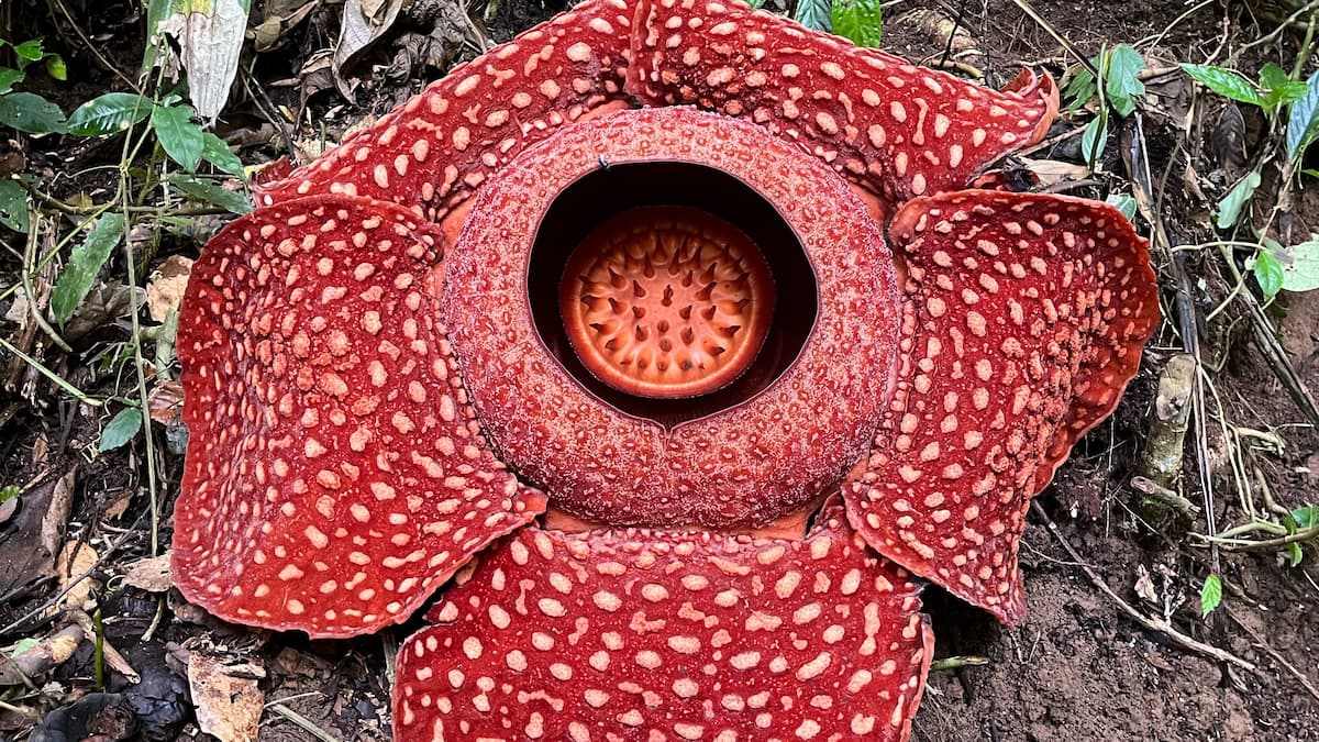 Rafflesia arnoldii (Sumatra)