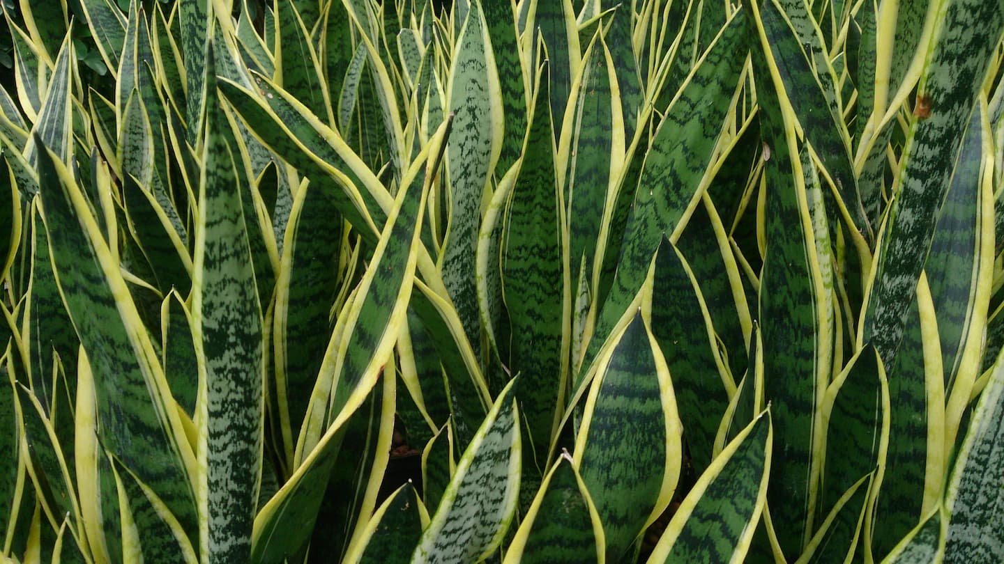 sansevieria